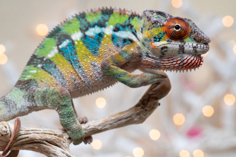 Holdbacks/Individuals: Ambilobe offspring from "Doro-amboahaolo" (AKA Firefox) x "Nala-andriana" (AKA Scorpion Queen) - Hatched Oct/Nov 2025 - Male #3