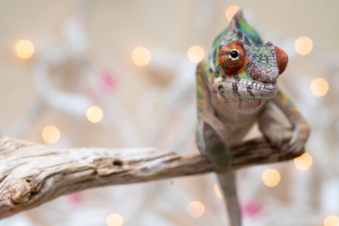 Holdbacks/Individuals: Ambilobe offspring from "Doro-amboahaolo" (AKA Firefox) x "Nala-andriana" (AKA Scorpion Queen) - Hatched Oct/Nov 2025 - Male #3