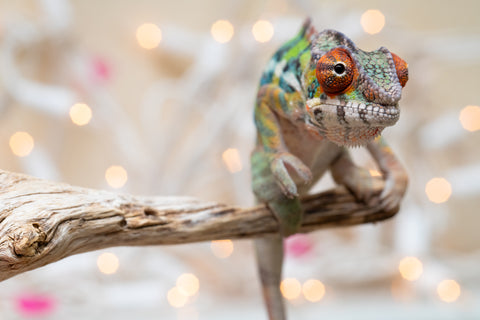 Holdbacks/Individuals: Ambilobe offspring from "Doro-amboahaolo" (AKA Firefox) x "Nala-andriana" (AKA Scorpion Queen) - Hatched Oct/Nov 2025 - Male #3