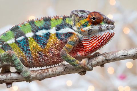 Holdbacks/Individuals: Ambilobe offspring from "Doro-amboahaolo" (AKA Firefox) x "Nala-andriana" (AKA Scorpion Queen) - Hatched Oct/Nov 2025 - Male #3