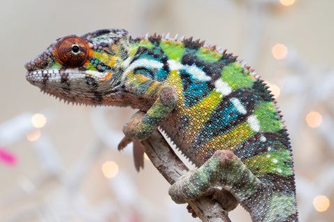 Holdbacks/Individuals: Ambilobe offspring from "Doro-amboahaolo" (AKA Firefox) x "Nala-andriana" (AKA Scorpion Queen) - Hatched Oct/Nov 2025 - Male #3