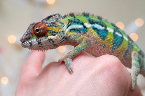 Holdbacks/Individuals: Ambilobe offspring from "Doro-amboahaolo" (AKA Firefox) x "Nala-andriana" (AKA Scorpion Queen) - Hatched Oct/Nov 2025 - Male #3