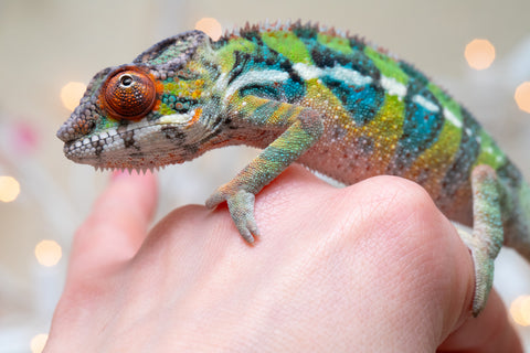 Holdbacks/Individuals: Ambilobe offspring from "Doro-amboahaolo" (AKA Firefox) x "Nala-andriana" (AKA Scorpion Queen) - Hatched Oct/Nov 2025 - Male #3