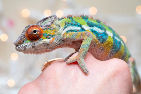 Holdbacks/Individuals: Ambilobe offspring from "Doro-amboahaolo" (AKA Firefox) x "Nala-andriana" (AKA Scorpion Queen) - Hatched Oct/Nov 2025 - Male #3