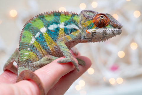 Holdbacks/Individuals: Ambilobe offspring from "Doro-amboahaolo" (AKA Firefox) x "Nala-andriana" (AKA Scorpion Queen) - Hatched Oct/Nov 2025 - Male #3