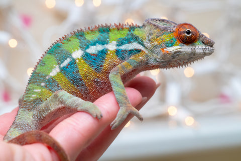 Holdbacks/Individuals: Ambilobe offspring from "Doro-amboahaolo" (AKA Firefox) x "Nala-andriana" (AKA Scorpion Queen) - Hatched Oct/Nov 2025 - Male #3