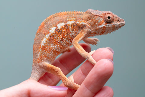 Holdbacks/Individuals: Ambilobe Offspring From "Doro-amboahaolo" (AKA Firefox) x "Nala-andriana" (AKA Scorpion Queen) - Hatched Dec 2025 - Jan 2026 - Female #1