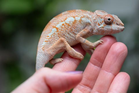 Holdbacks/Individuals: Ambilobe Offspring From "Doro-amboahaolo" (AKA Firefox) x "Nala-andriana" (AKA Scorpion Queen) - Hatched Dec 2025 - Jan 2026 - Female #2