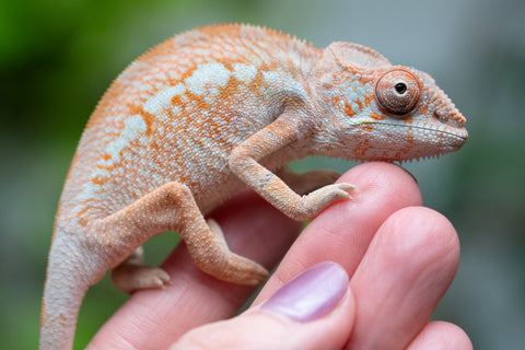 Holdbacks/Individuals: Ambilobe Offspring From "Doro-amboahaolo" (AKA Firefox) x "Nala-andriana" (AKA Scorpion Queen) - Hatched Dec 2025 - Jan 2026 - Female #2