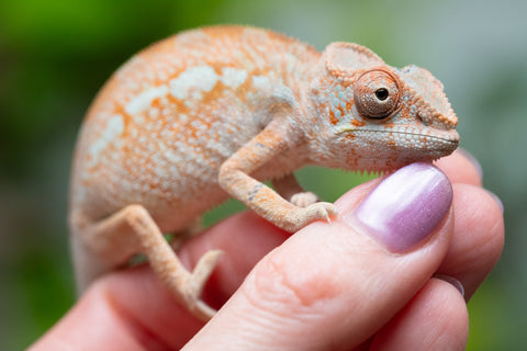 Holdbacks/Individuals: Ambilobe Offspring From "Doro-amboahaolo" (AKA Firefox) x "Nala-andriana" (AKA Scorpion Queen) - Hatched Dec 2025 - Jan 2026 - Female #2