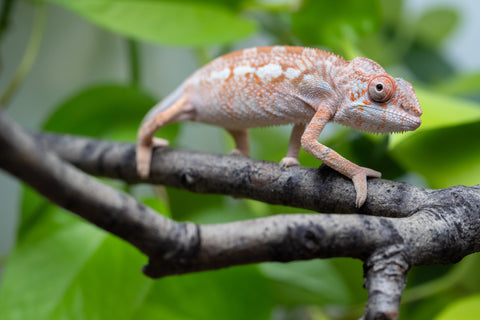Holdbacks/Individuals: Ambilobe Offspring From "Doro-amboahaolo" (AKA Firefox) x "Nala-andriana" (AKA Scorpion Queen) - Hatched Dec 2025 - Jan 2026 - Female #2