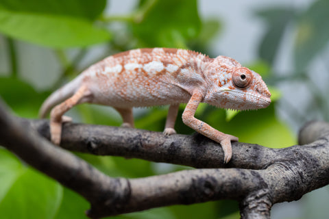 Holdbacks/Individuals: Ambilobe Offspring From "Doro-amboahaolo" (AKA Firefox) x "Nala-andriana" (AKA Scorpion Queen) - Hatched Dec 2025 - Jan 2026 - Female #2