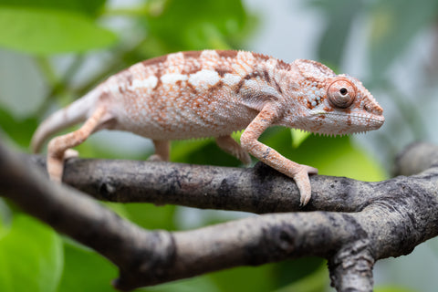 Holdbacks/Individuals: Ambilobe Offspring From "Doro-amboahaolo" (AKA Firefox) x "Nala-andriana" (AKA Scorpion Queen) - Hatched Dec 2025 - Jan 2026 - Female #2