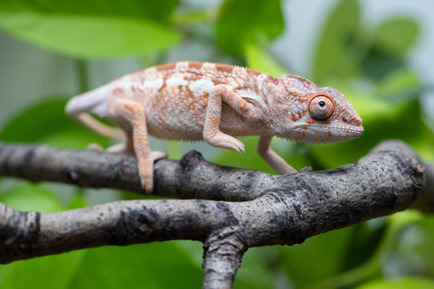 Holdbacks/Individuals: Ambilobe Offspring From "Doro-amboahaolo" (AKA Firefox) x "Nala-andriana" (AKA Scorpion Queen) - Hatched Dec 2025 - Jan 2026 - Female #2