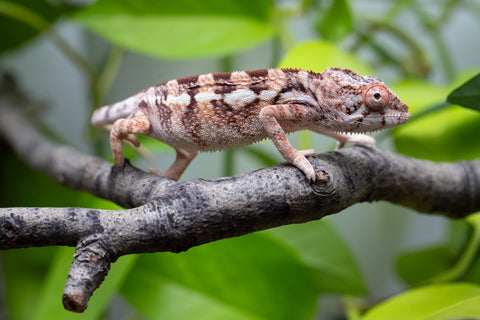 Holdbacks/Individuals: Ambilobe Offspring From "Doro-amboahaolo" (AKA Firefox) x "Nala-andriana" (AKA Scorpion Queen) - Hatched Dec 2025 - Jan 2026 - Female #2