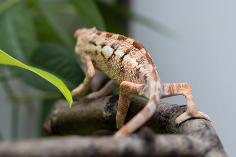 Holdbacks/Individuals: Ambilobe Offspring From "Doro-amboahaolo" (AKA Firefox) x "Nala-andriana" (AKA Scorpion Queen) - Hatched Dec 2025 - Jan 2026 - Female #2