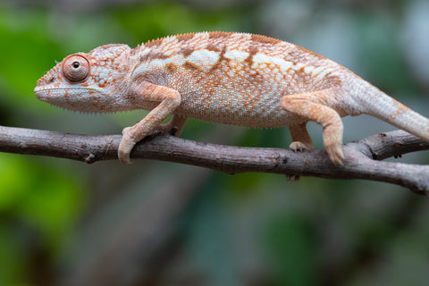 Holdbacks/Individuals: Ambilobe Offspring From "Doro-amboahaolo" (AKA Firefox) x "Nala-andriana" (AKA Scorpion Queen) - Hatched Dec 2025 - Jan 2026 - Female #2