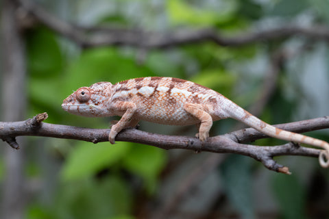 Holdbacks/Individuals: Ambilobe Offspring From "Doro-amboahaolo" (AKA Firefox) x "Nala-andriana" (AKA Scorpion Queen) - Hatched Dec 2025 - Jan 2026 - Female #2