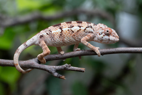 Holdbacks/Individuals: Ambilobe Offspring From "Doro-amboahaolo" (AKA Firefox) x "Nala-andriana" (AKA Scorpion Queen) - Hatched Dec 2025 - Jan 2026 - Female #2