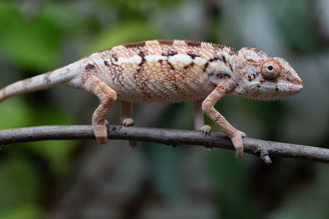 Holdbacks/Individuals: Ambilobe Offspring From "Doro-amboahaolo" (AKA Firefox) x "Nala-andriana" (AKA Scorpion Queen) - Hatched Dec 2025 - Jan 2026 - Female #2
