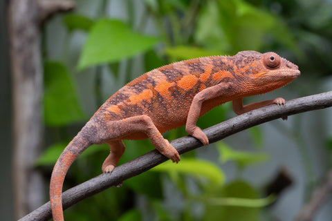 Ambilobe From "Doro-amboahaolo" (AKA Firefox) x "Nala-andriana" (AKA Scorpion Queen) - Hatched Dec 2025 - Jan 2026 - Female #2