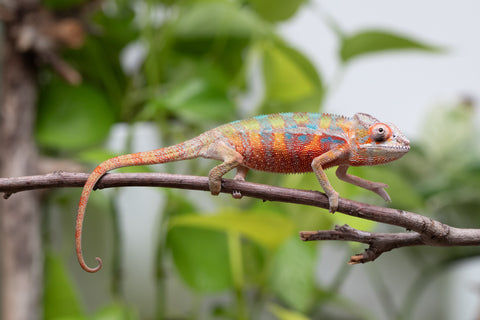 Ambilobe Pick Of Litter From "Doro-amboahaolo" (AKA Firefox) x "Raozy-rano" (AKA Rose Water) - Hatched March - April 2026 - Male #1
