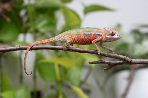 Ambilobe Pick Of Litter From "Doro-amboahaolo" (AKA Firefox) x "Raozy-rano" (AKA Rose Water) - Hatched March - April 2026 - Male #1