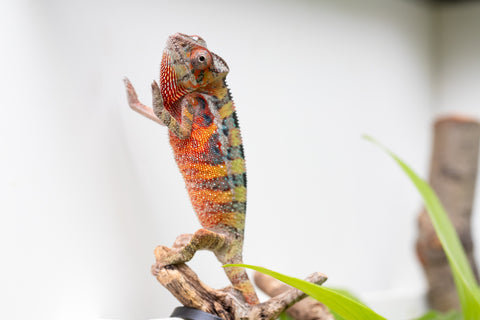 Ambilobe Pick Of Litter From "Doro-amboahaolo" (AKA Firefox) x "Raozy-rano" (AKA Rose Water) - Hatched March - April 2026 - Male #1