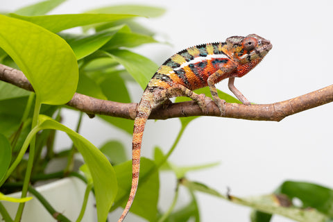 Ambilobe Pick Of Litter From "Doro-amboahaolo" (AKA Firefox) x "Raozy-rano" (AKA Rose Water) - Hatched March - April 2026 - Male #1