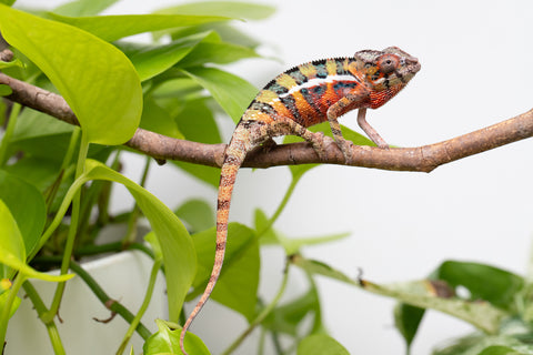 Ambilobe Pick Of Litter From "Doro-amboahaolo" (AKA Firefox) x "Raozy-rano" (AKA Rose Water) - Hatched March - April 2026 - Male #1