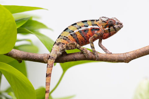Ambilobe Pick Of Litter From "Doro-amboahaolo" (AKA Firefox) x "Raozy-rano" (AKA Rose Water) - Hatched March - April 2026 - Male #1