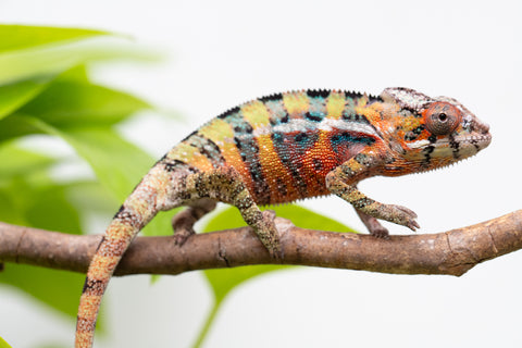 Ambilobe Pick Of Litter From "Doro-amboahaolo" (AKA Firefox) x "Raozy-rano" (AKA Rose Water) - Hatched March - April 2026 - Male #1