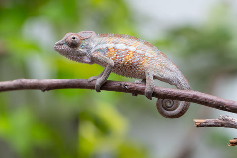 Ambilobe From "Doro-amboahaolo" (AKA Firefox) x "Raozy-rano" (AKA Rose Water) - Hatched March - April 2026 - Male #2