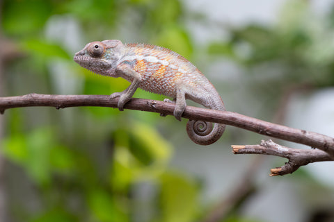 Ambilobe From "Doro-amboahaolo" (AKA Firefox) x "Raozy-rano" (AKA Rose Water) - Hatched March - April 2026 - Male #2