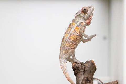 Ambilobe From "Doro-amboahaolo" (AKA Firefox) x "Raozy-rano" (AKA Rose Water) - Hatched March - April 2026 - Male #2