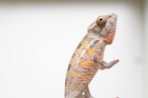 Ambilobe From "Doro-amboahaolo" (AKA Firefox) x "Raozy-rano" (AKA Rose Water) - Hatched March - April 2026 - Male #2