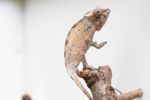 Ambilobe From "Doro-amboahaolo" (AKA Firefox) x "Raozy-rano" (AKA Rose Water) - Hatched March - April 2026 - Male #2