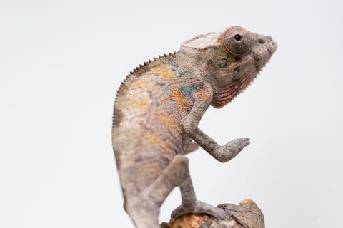 Ambilobe From "Doro-amboahaolo" (AKA Firefox) x "Raozy-rano" (AKA Rose Water) - Hatched March - April 2026 - Male #2
