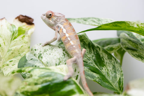 Ambilobe From "Doro-amboahaolo" (AKA Firefox) x "Raozy-rano" (AKA Rose Water) - Hatched March - April 2026 - Male #2