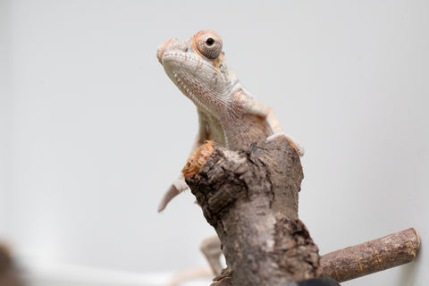 Ambilobe From "Doro-amboahaolo" (AKA Firefox) x "Raozy-rano" (AKA Rose Water) - Hatched March - April 2026 - Male #2