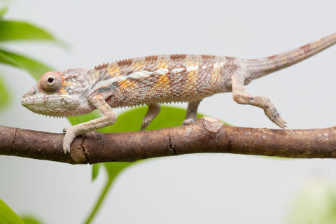 Ambilobe From "Doro-amboahaolo" (AKA Firefox) x "Raozy-rano" (AKA Rose Water) - Hatched March - April 2026 - Male #2