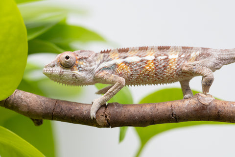 Ambilobe From "Doro-amboahaolo" (AKA Firefox) x "Raozy-rano" (AKA Rose Water) - Hatched March - April 2026 - Male #2