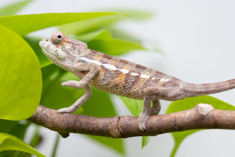 Ambilobe From "Doro-amboahaolo" (AKA Firefox) x "Raozy-rano" (AKA Rose Water) - Hatched March - April 2026 - Male #2