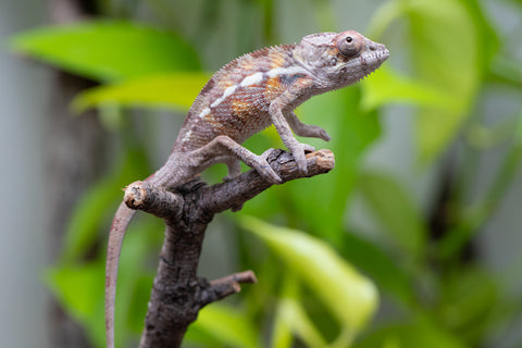 Ambilobe From "Doro-amboahaolo" (AKA Firefox) x "Raozy-rano" (AKA Rose Water) - Hatched March - April 2026 - Male #2