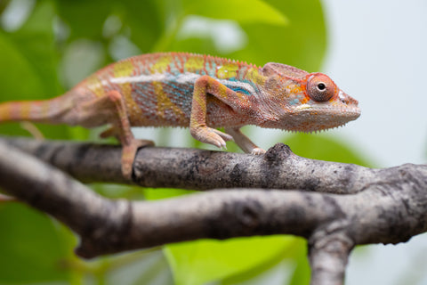 Ambilobe From "Doro-amboahaolo" (AKA Firefox) x "Raozy-rano" (AKA Rose Water) - Hatched March - April 2026 - Male #3