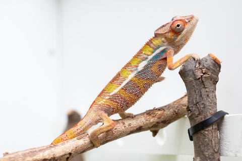 Ambilobe From "Doro-amboahaolo" (AKA Firefox) x "Raozy-rano" (AKA Rose Water) - Hatched March - April 2026 - Male #3