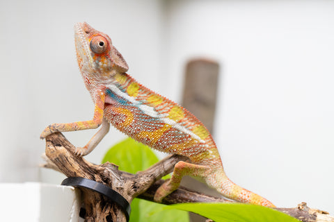 Ambilobe From "Doro-amboahaolo" (AKA Firefox) x "Raozy-rano" (AKA Rose Water) - Hatched March - April 2026 - Male #3