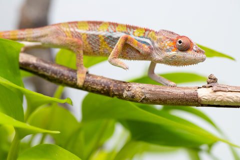Ambilobe From "Doro-amboahaolo" (AKA Firefox) x "Raozy-rano" (AKA Rose Water) - Hatched March - April 2026 - Male #3
