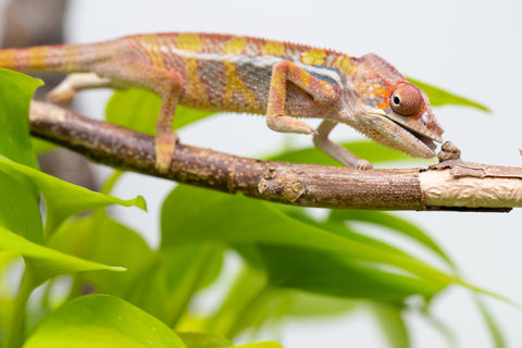 Ambilobe From "Doro-amboahaolo" (AKA Firefox) x "Raozy-rano" (AKA Rose Water) - Hatched March - April 2026 - Male #3