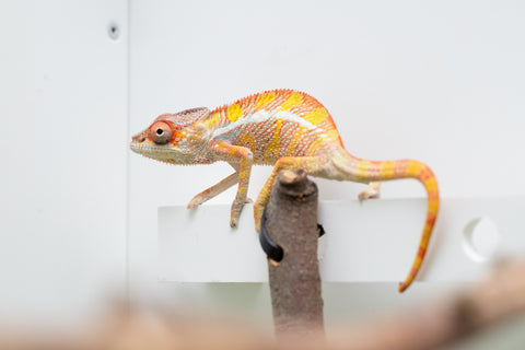 Ambilobe From "Doro-amboahaolo" (AKA Firefox) x "Raozy-rano" (AKA Rose Water) - Hatched March - April 2026 - Male #3